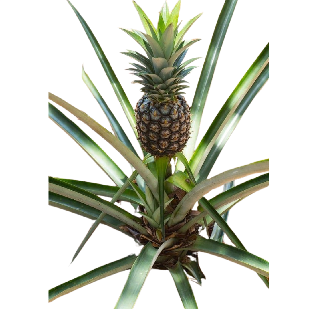Ananas Fidanı