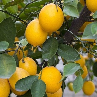 Limon 1 Kg
