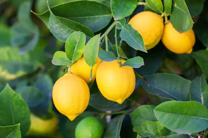 Limon 1 Kg