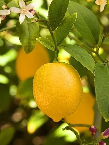 Limon 1 Kg