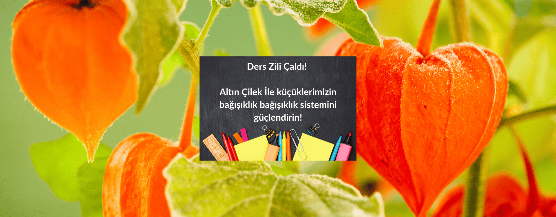 Altın Çilek Ders